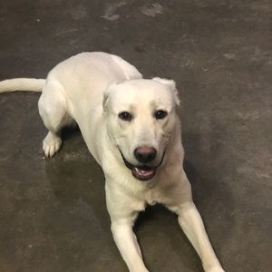 Meet your Posher, Paige